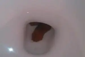 Turd from ass